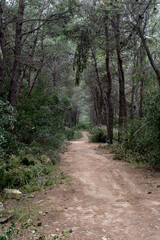 Country road in a mountain forest (Peloponnese, Greece)