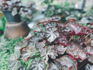 Greenery background of nature plant and leaf