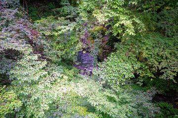 Obraz premium 東京都西多摩郡奥多摩町の川苔山に登山している風景 Scenery of climbing Mt. Kawanori-yama in Okutama-cho, Nishitama-gun, Tokyo.