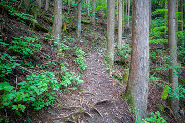 東京都西多摩郡奥多摩町の川苔山に登山している風景 Scenery of climbing Mt. Kawanori-yama in Okutama-cho, Nishitama-gun, Tokyo.