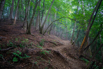 東京都西多摩郡奥多摩町の川苔山に登山している風景 Scenery of climbing Mt. Kawanori-yama in Okutama-cho, Nishitama-gun, Tokyo.