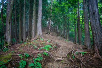 東京都西多摩郡奥多摩町の川苔山に登山している風景 Scenery of climbing Mt. Kawanori-yama in Okutama-cho, Nishitama-gun, Tokyo.