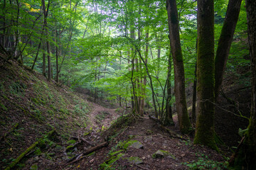 Fototapeta premium 東京都西多摩郡奥多摩町の川苔山に登山している風景 Scenery of climbing Mt. Kawanori-yama in Okutama-cho, Nishitama-gun, Tokyo.