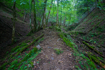 Obraz premium 東京都西多摩郡奥多摩町の川苔山に登山している風景 Scenery of climbing Mt. Kawanori-yama in Okutama-cho, Nishitama-gun, Tokyo.