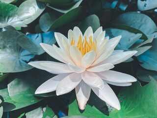 Lotus flower (Lotus or Nelumbo)