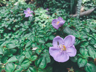 Flower purple or violet color in garden