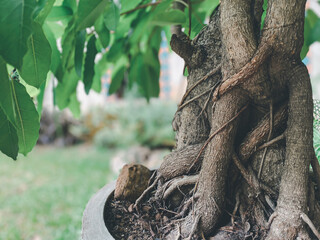 Greenery background of nature plant and leaf