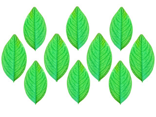 green leaves isolated on white background