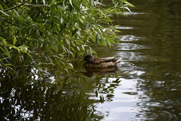 Duck swims on the lake.