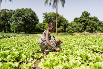 Happy little African village girl harvesting lettuce from her father's garden