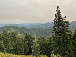 trees in the mountains