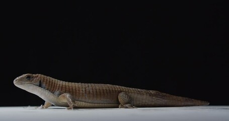 Exotic lizard on a spinning table, northern blue tongue skink, cute, 4k