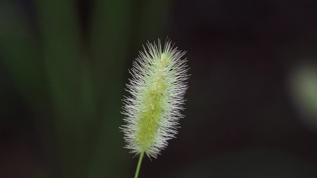 Tokyo,Japan - August 6, 2021: Closeup of Setaria viridis, green foxtail, green bristlegrass or wild foxtail millet
