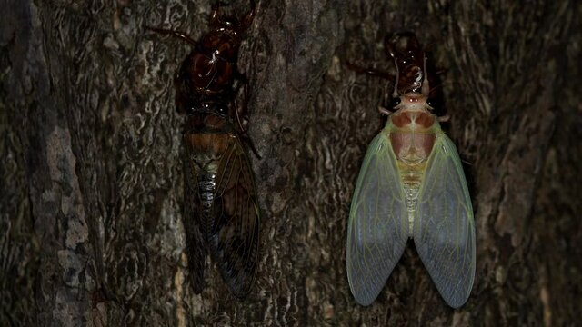Tokyo,Japan - August 6, 2021: Closeup of two brown cicadas in the morning

