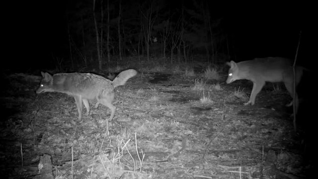Two coyotes, a male and an injured female passing across view from right to left, and marking a spot before disappearing into the darkness; in nighttime infrared footage
