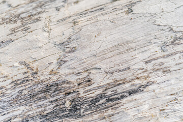 Naklejka premium Background with the texture of an old stump.