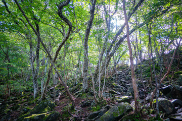 群馬県前橋市、桐生市にある赤城山、黒檜山、地蔵岳を登山している風景  Scenery of climbing Mt. Akagi, Mt. Kurobi-san and Mt. Jizo-dake in Maebashi and Kiryu, Gunma Prefecture. 
