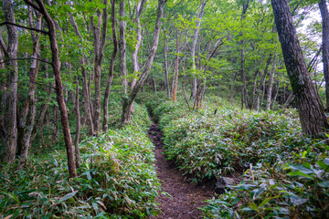Fototapeta premium 群馬県前橋市、桐生市にある赤城山、黒檜山、地蔵岳を登山している風景 Scenery of climbing Mt. Akagi, Mt. Kurobi-san and Mt. Jizo-dake in Maebashi and Kiryu, Gunma Prefecture. 