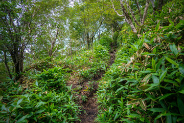 群馬県前橋市、桐生市にある赤城山、黒檜山、地蔵岳を登山している風景  Scenery of climbing Mt. Akagi, Mt. Kurobi-san and Mt. Jizo-dake in Maebashi and Kiryu, Gunma Prefecture. 