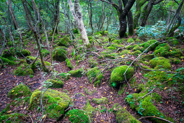 群馬県前橋市、桐生市にある赤城山、黒檜山、地蔵岳を登山している風景  Scenery of climbing Mt. Akagi, Mt. Kurobi-san and Mt. Jizo-dake in Maebashi and Kiryu, Gunma Prefecture. 