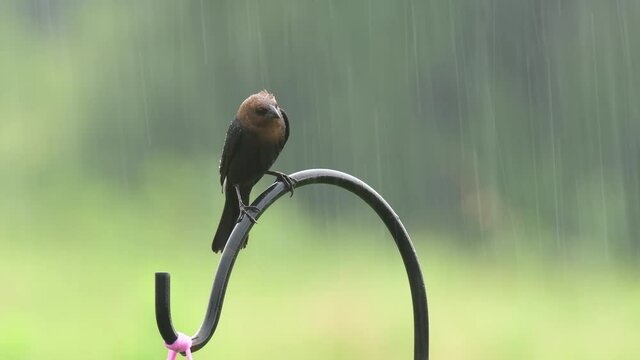 Brown-headed Cowbird on top of a shepherd's hook in summer rain