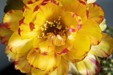 Brightly colored cactus flowers are blooming in summer.