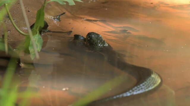 Plain-bellied water snake in shallow water, rising to the surface to move to the right