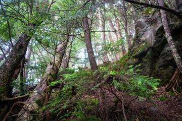 Fototapeta premium 栃木県日光市の男体山に登山している風景 A view of climbing Mt. Ottai in Nikko City, Tochigi Prefecture. 