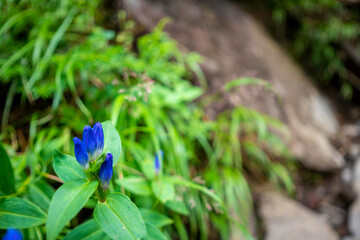 栃木県日光市の男体山に登山している風景  A view of climbing Mt. Ottai in Nikko City, Tochigi Prefecture. 