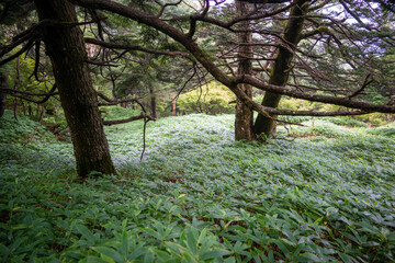 栃木県日光市の男体山に登山している風景  A view of climbing Mt. Ottai in Nikko City, Tochigi Prefecture. 