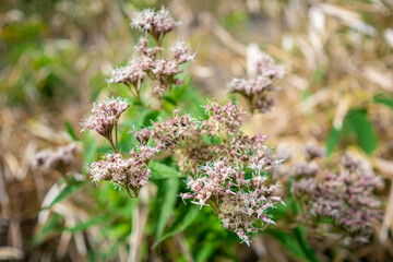 栃木県日光市の男体山に登山している風景  A view of climbing Mt. Ottai in Nikko City, Tochigi Prefecture. 