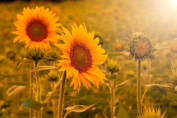 Sunflowers bloom in a sunflower field in the light of sunset.