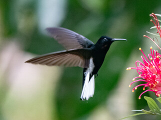 Beija-flor-preto