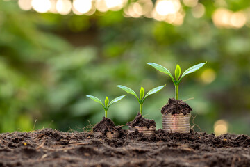 The tree grows with money and fertile soil is a business growth idea, finance, investment.