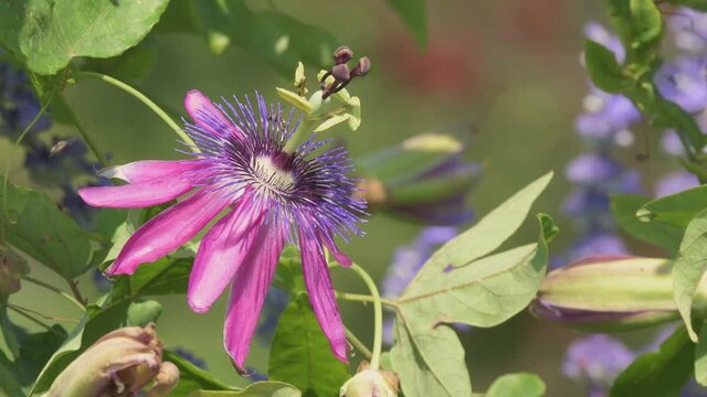 Closeup of a purple Passionflower blooming in a sunny summer garden; with small bees busy pollinating it