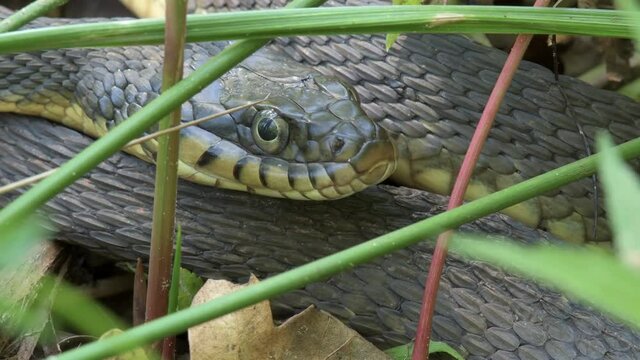 Closeup of the head of a Plain-bellied water snake staying still on ground in vegetation