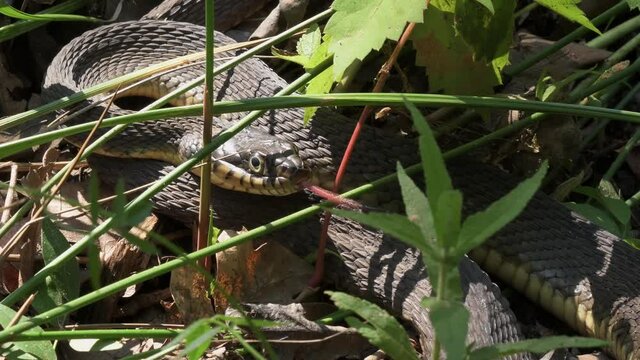 Plain-bellied watersnake, Nerodia erythrogaster, camouflaged in underbrush, smelling air with its tongue
