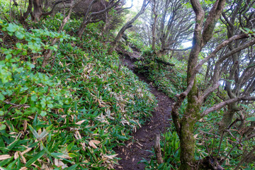 大分県玖珠郡九重町、竹田市久住町のくじゅう連山を登山している風景 A scene of climbing the Kujyu mountain range in Kusu-gun, Kokonoe-machi and Takeda-shi, Oita Prefecture. 