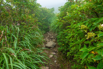 Naklejka premium 大分県玖珠郡九重町、竹田市久住町のくじゅう連山を登山している風景 A scene of climbing the Kujyu mountain range in Kusu-gun, Kokonoe-machi and Takeda-shi, Oita Prefecture. 