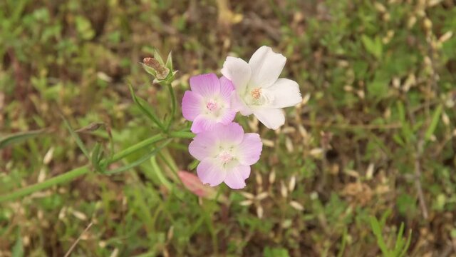 Pink and white Poppy mallows growing in a sunny summer meadow