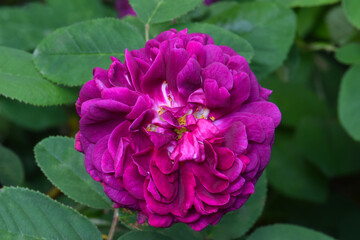 Beach Rose Mandala 03