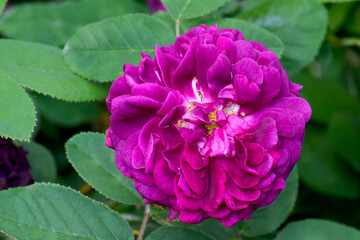 Beach Rose Mandala 04