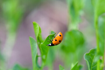 Lady Bird Beetle 01