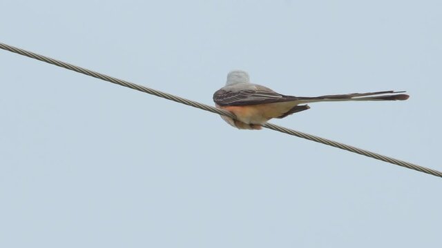 Scissor-tailed Flycatcher perched on a power line against cloudy skies in breeze, calling and looking around