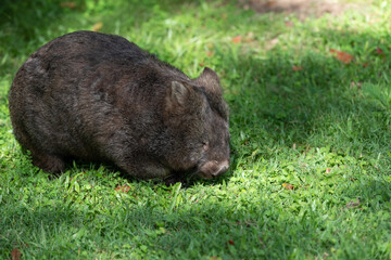 Native Australian hairy nosed wombat foraging in the grass