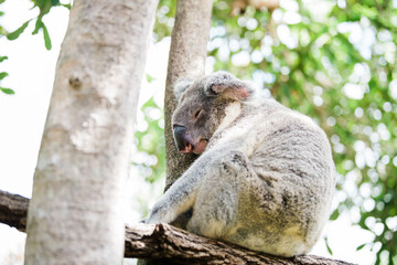 koala sleeping in a tree