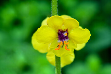 Yellow Moth Mullein 02