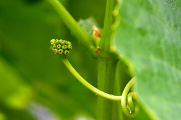 Blossom Grape Twist 02