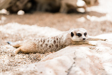 meerkat laying down and playing and relaxing on sand