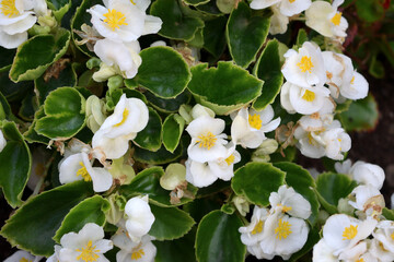 picture of white flowers  useful for backgrounds , poster, cards